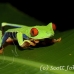 frog_tree_redeyed_tar_h_0580_cos0910.jpg